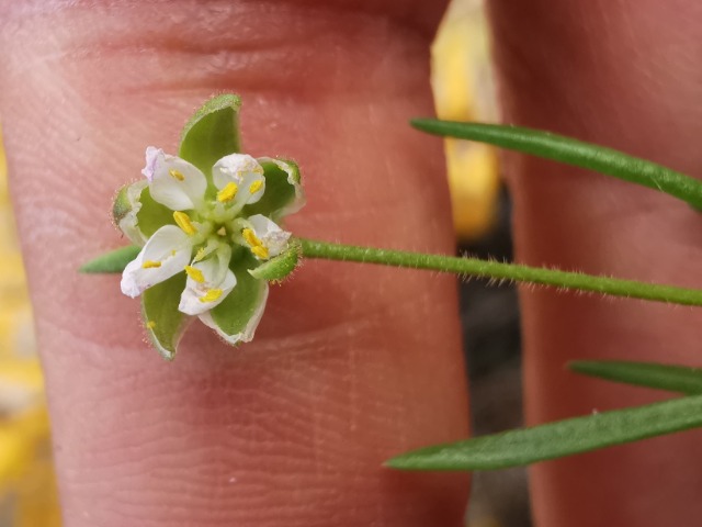 Spergularia media