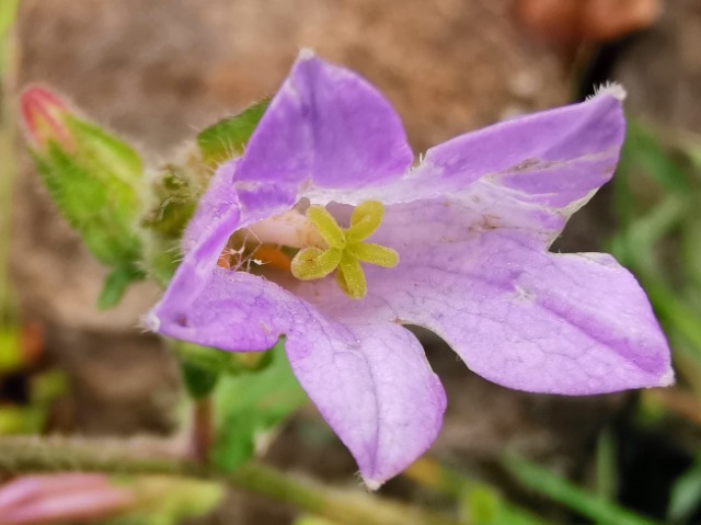 Campanula lyrata