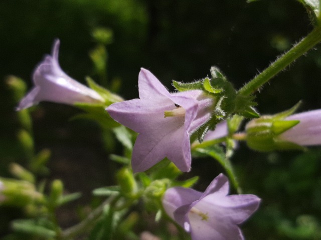 Campanula lyrata