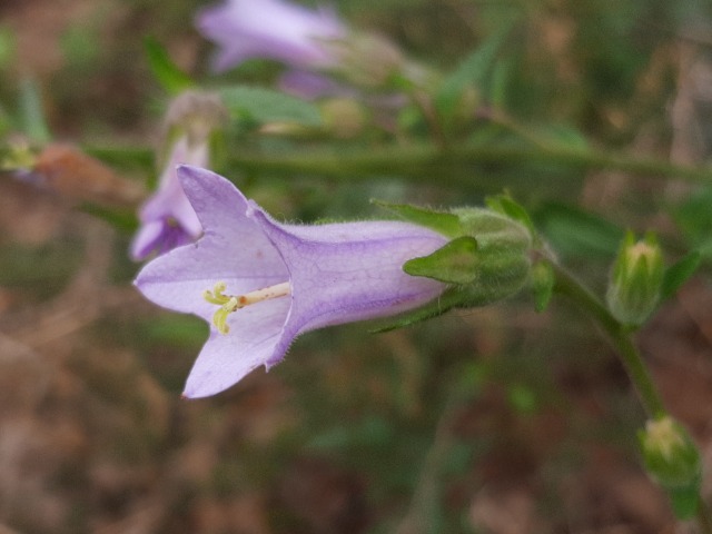 Campanula lyrata