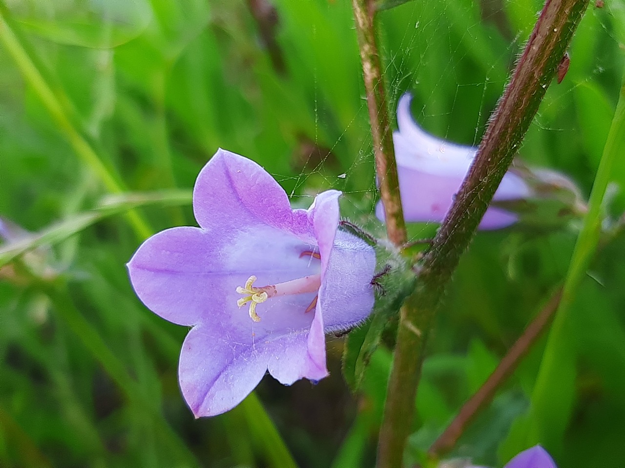 Campanula lyrata