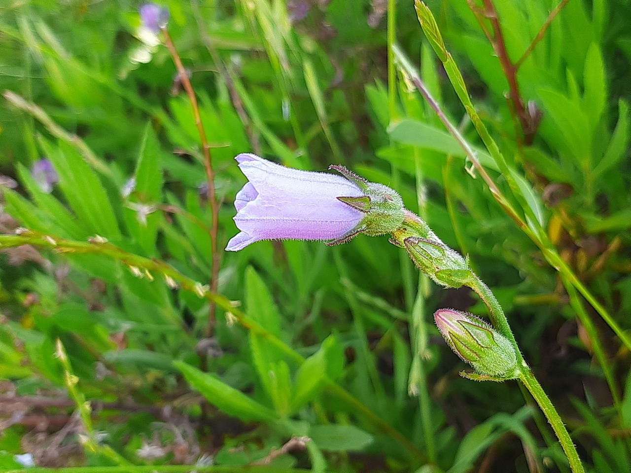 Campanula lyrata