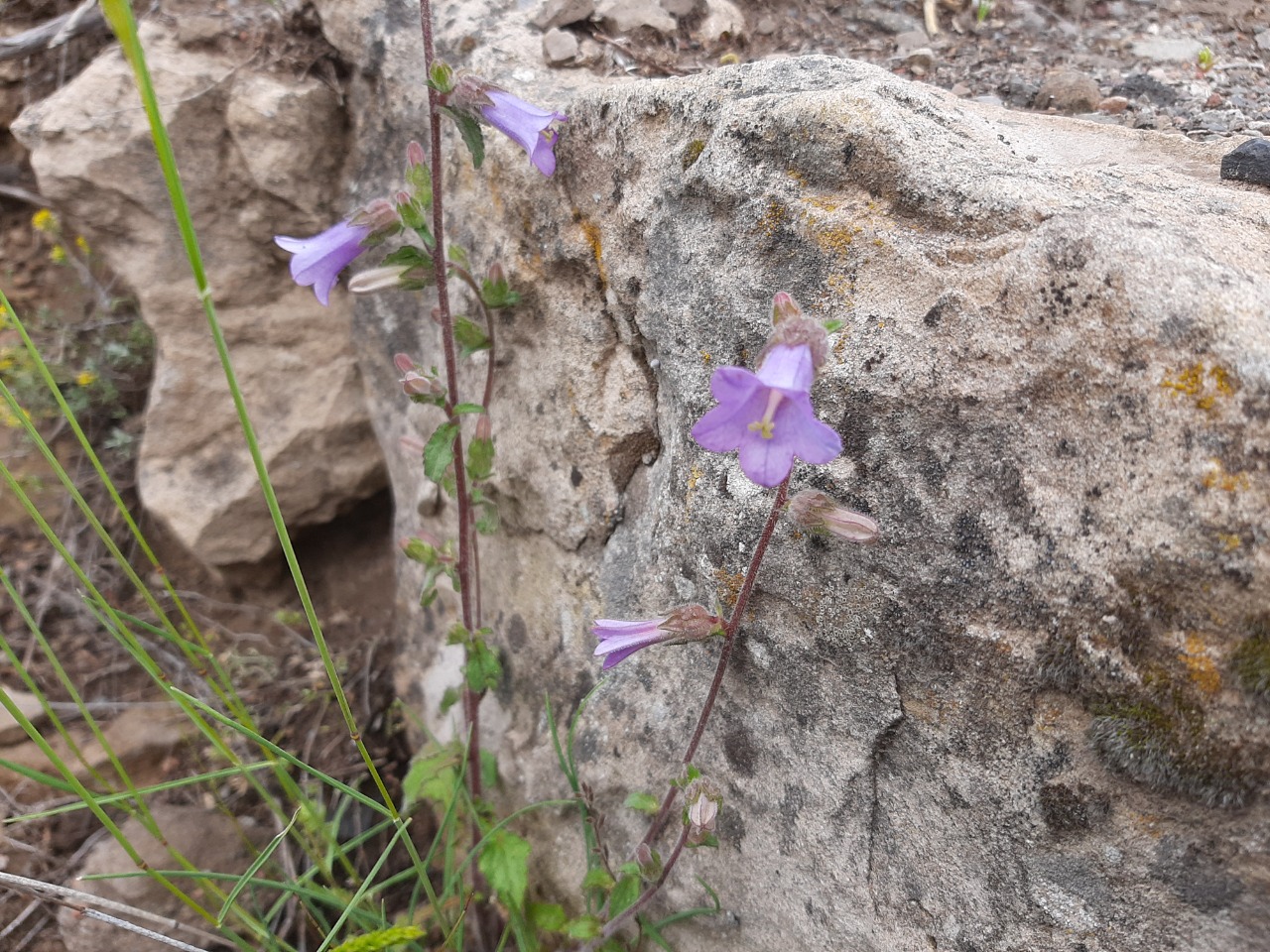 Campanula lyrata