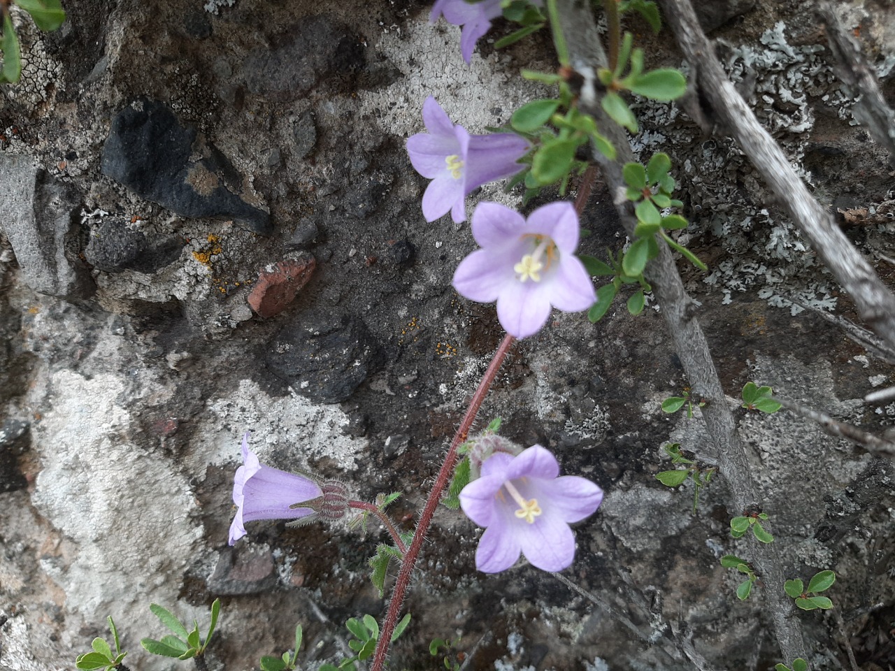 Campanula lyrata