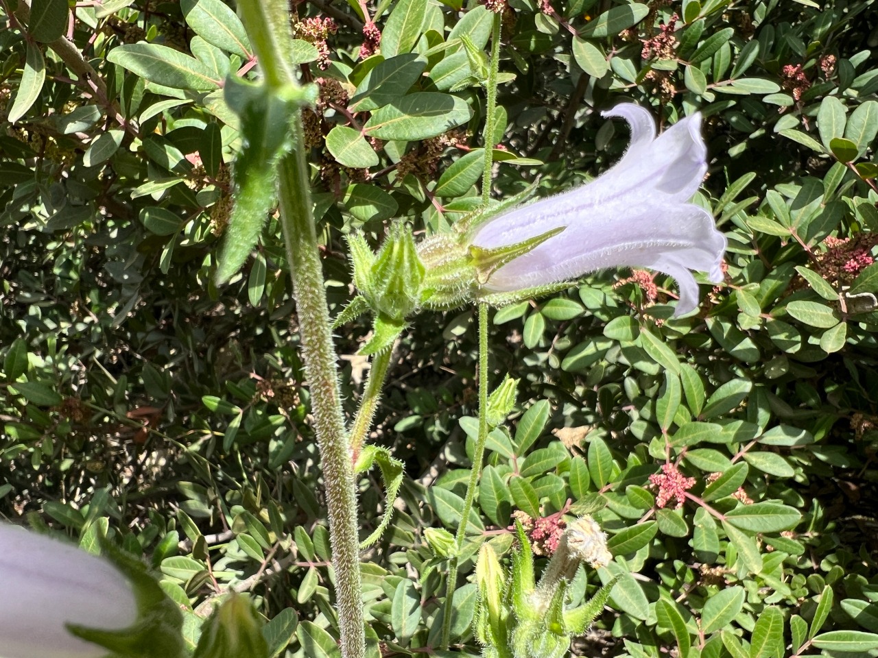 Campanula lyrata