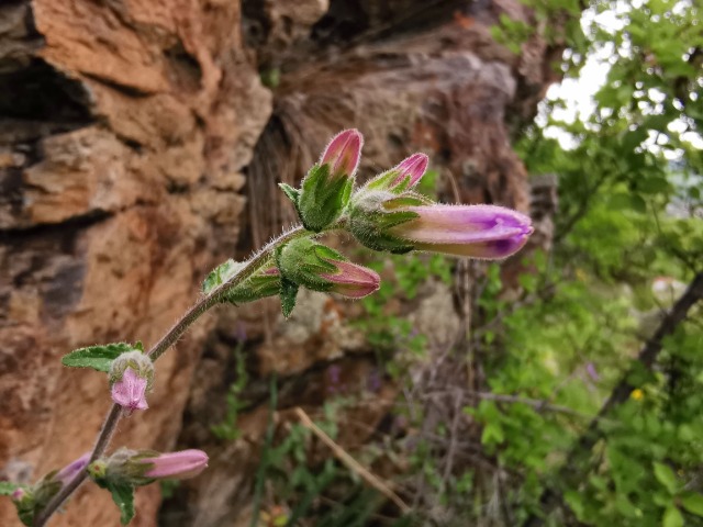 Campanula lyrata