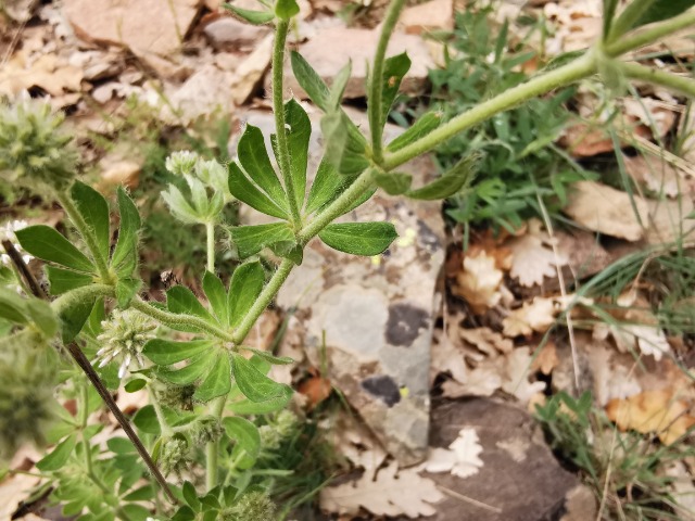 Dorycnium graecum