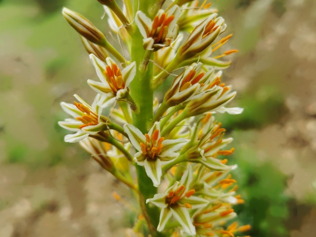 Eremurus spectabilis