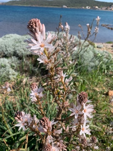 Eremurus spectabilis