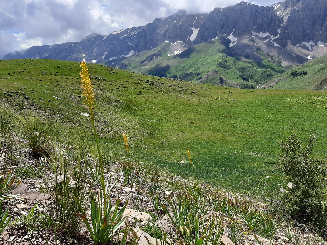 Eremurus spectabilis