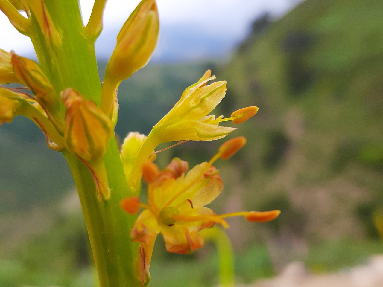 Eremurus spectabilis