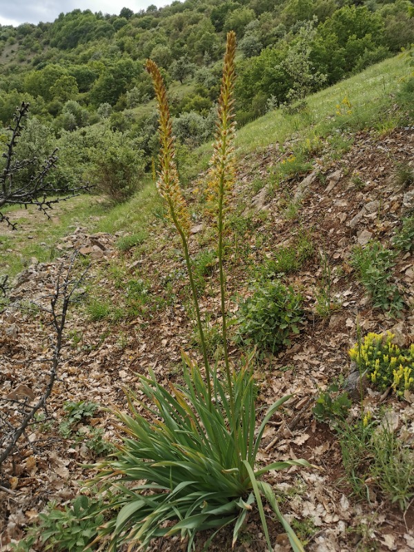 Eremurus spectabilis