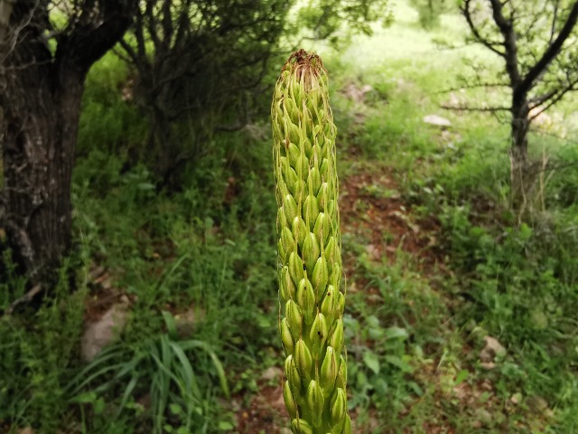 Eremurus spectabilis