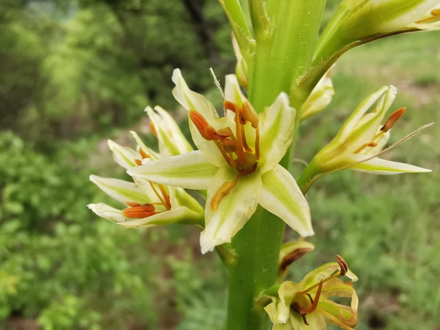 Eremurus spectabilis