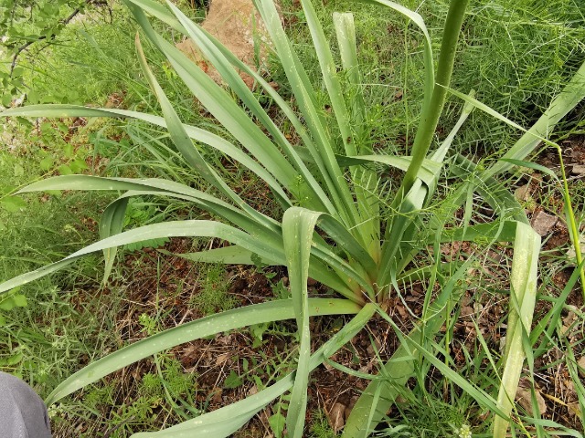 Eremurus spectabilis