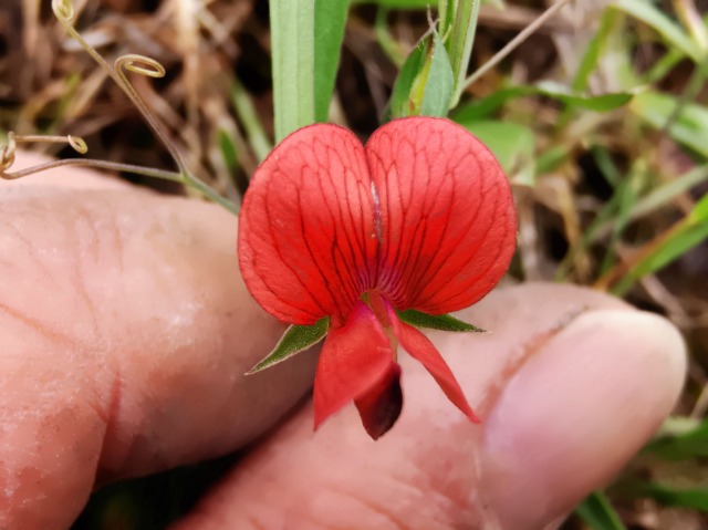 Lathyrus cicera