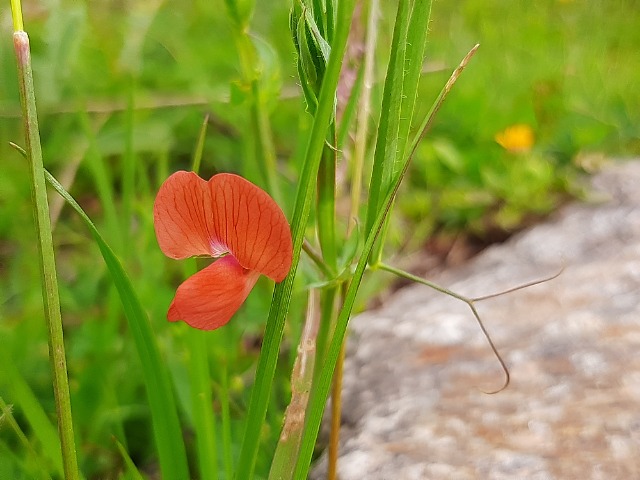 Lathyrus cicera