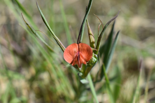 Lathyrus cicera