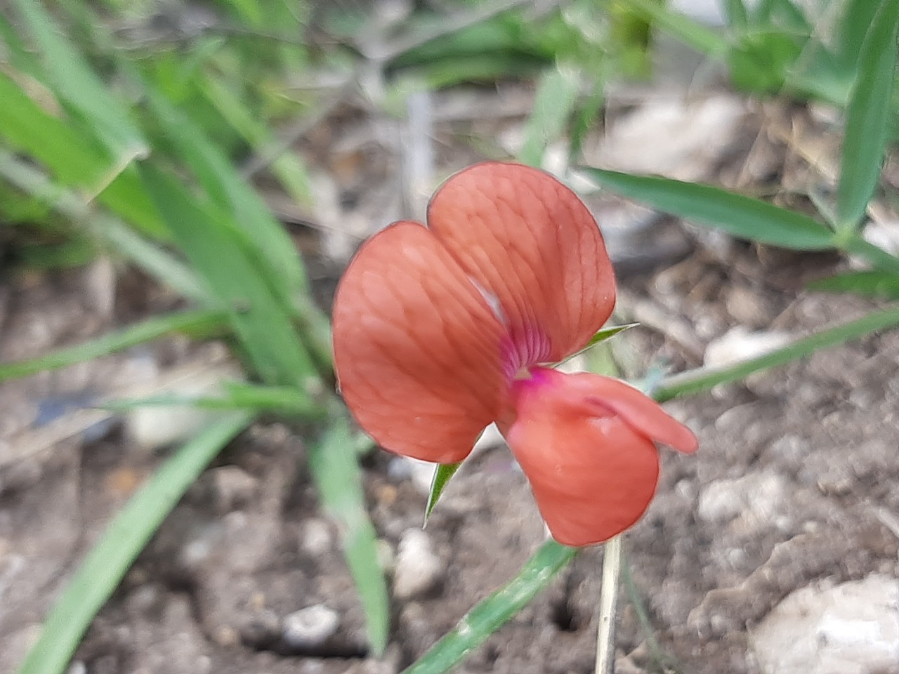 Lathyrus cicera