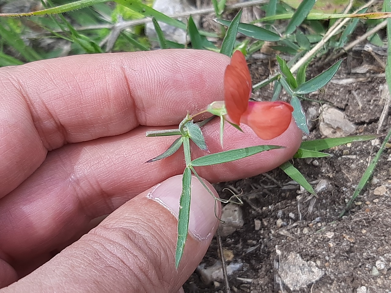 Lathyrus cicera