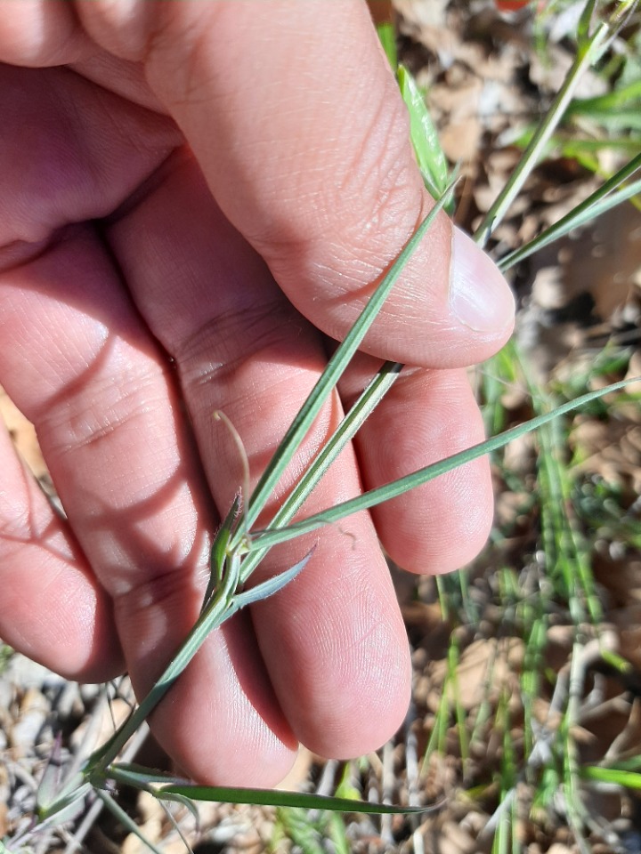 Lathyrus cicera