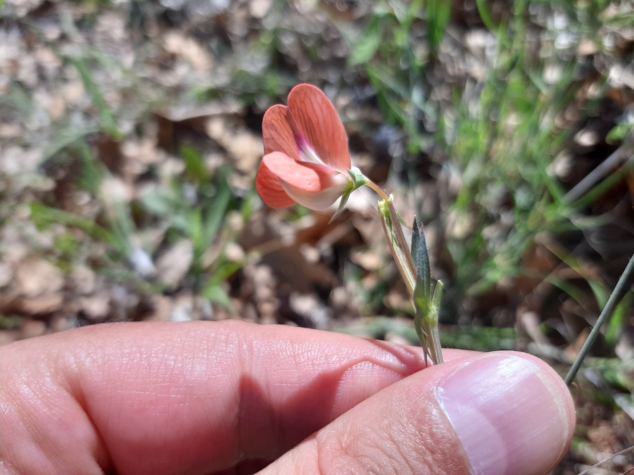 Lathyrus cicera