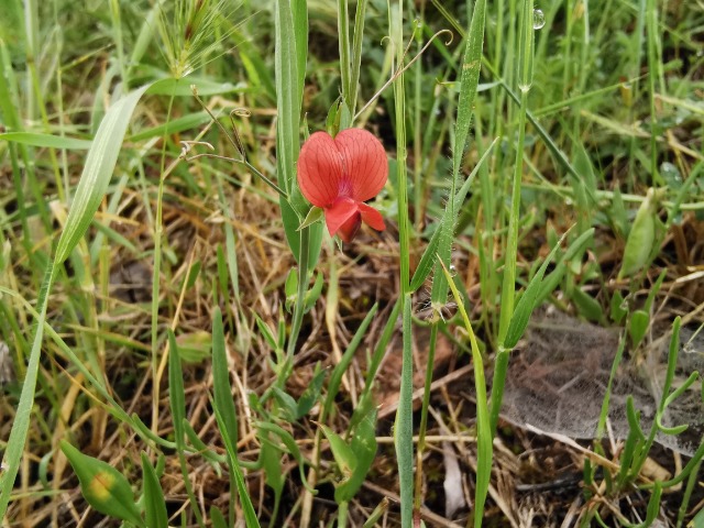 Lathyrus cicera