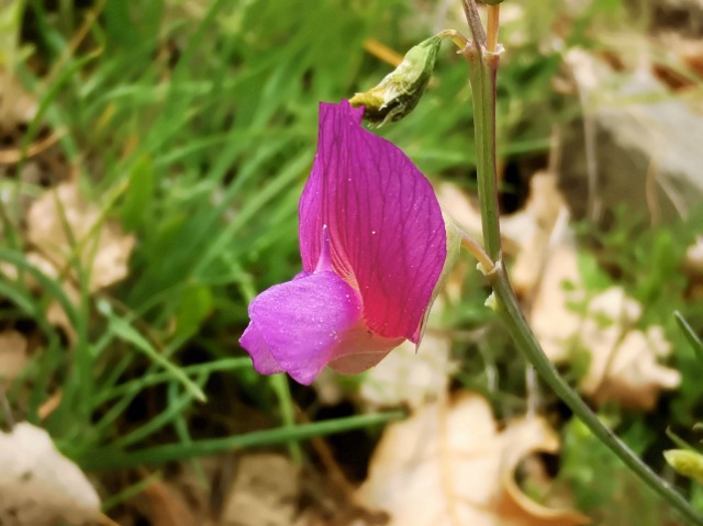 Lathyrus digitatus