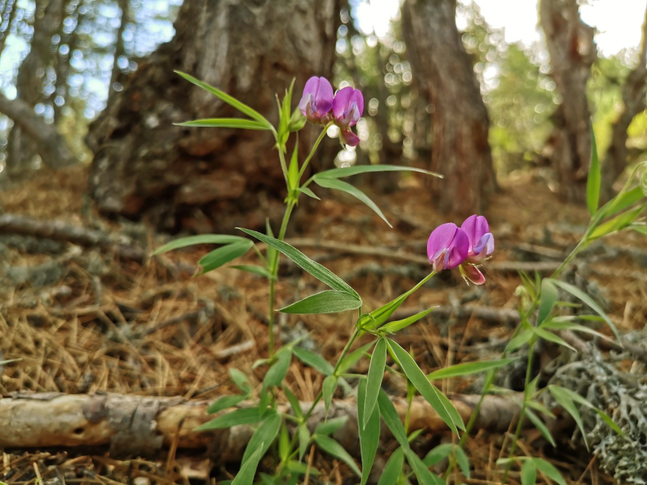 Lathyrus digitatus