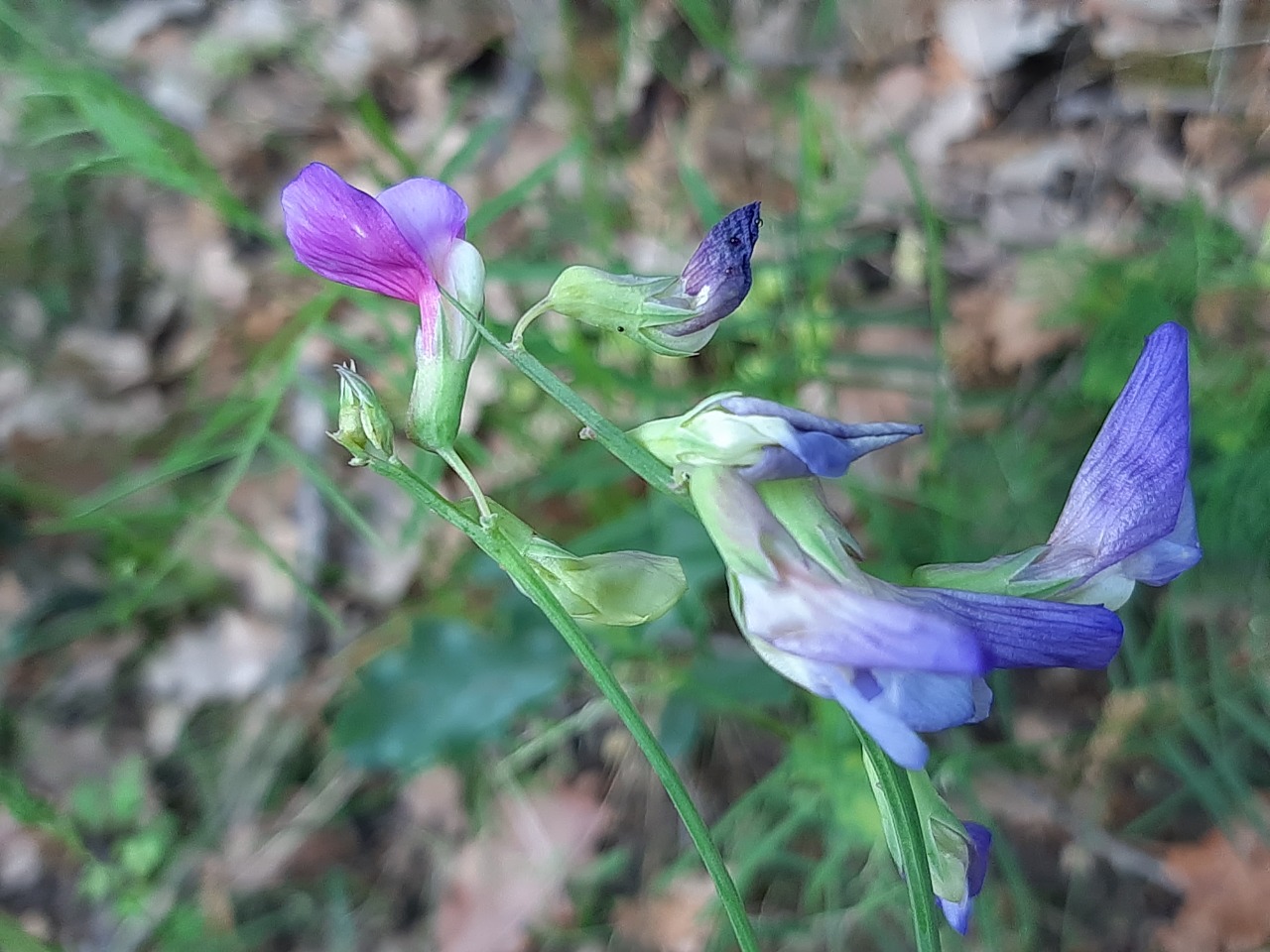 Lathyrus digitatus