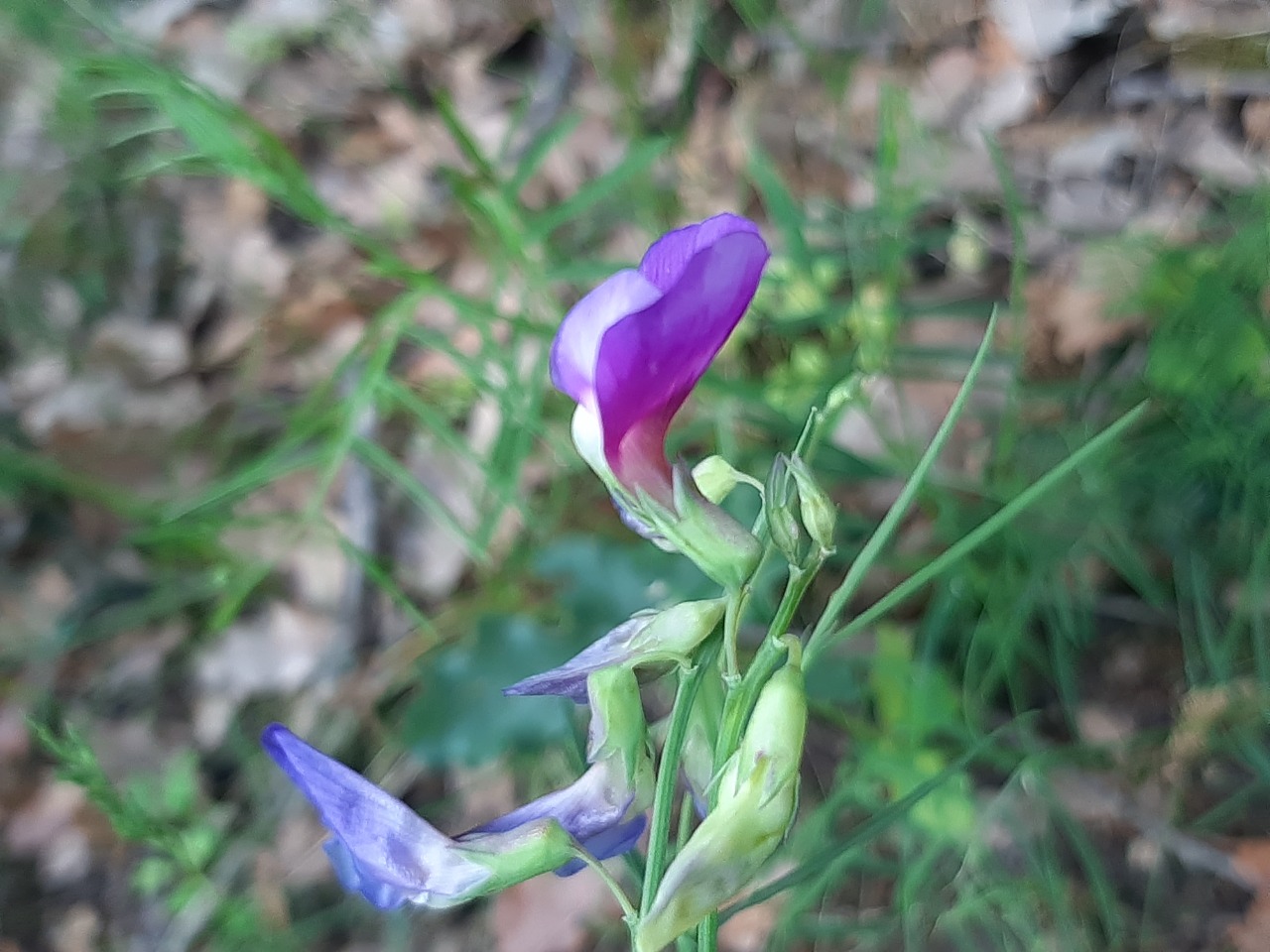 Lathyrus digitatus