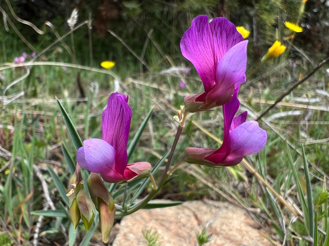 Lathyrus digitatus