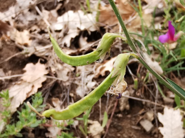 Lathyrus digitatus