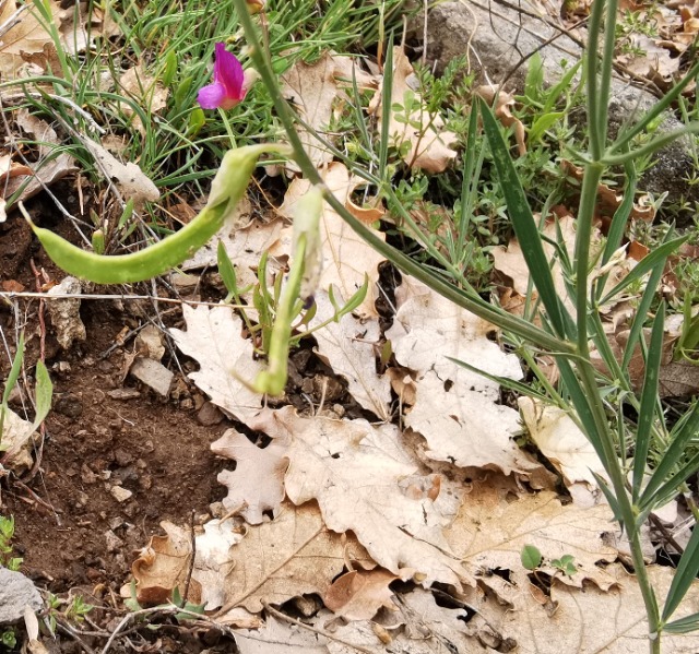 Lathyrus digitatus