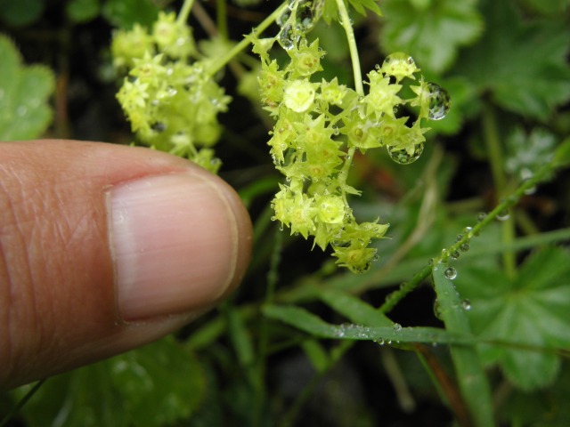 Alchemilla elevitensis