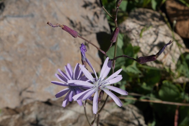 Lactuca racemosa