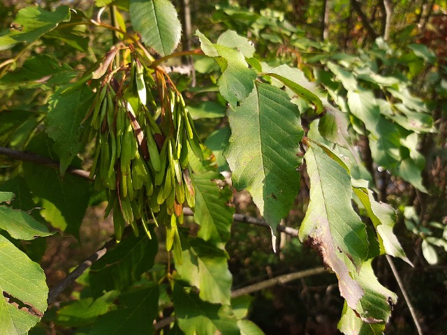 Fraxinus ornus