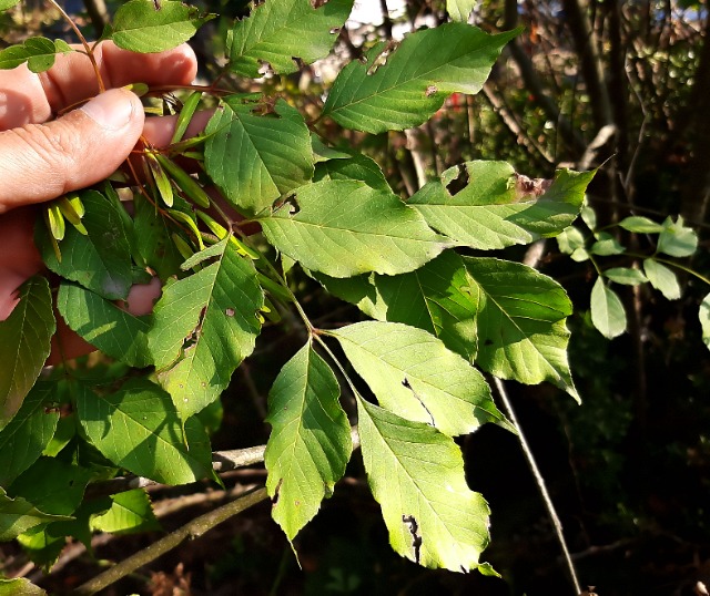 Fraxinus ornus