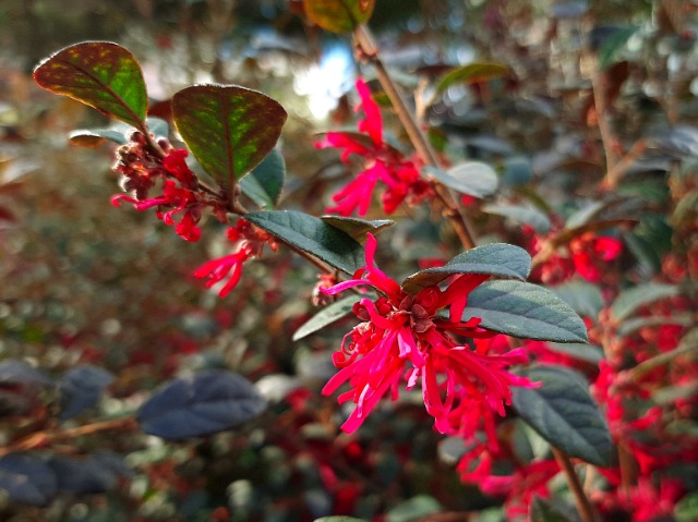 Loropetalum chinense