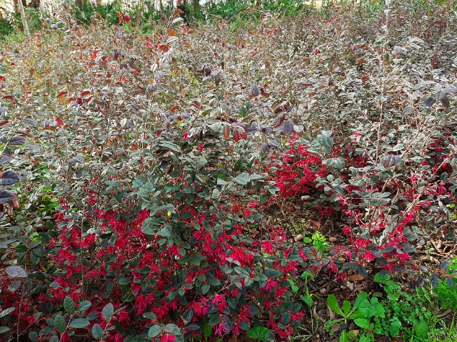 Loropetalum chinense