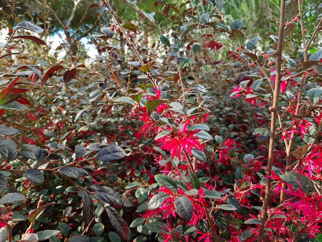 Loropetalum chinense