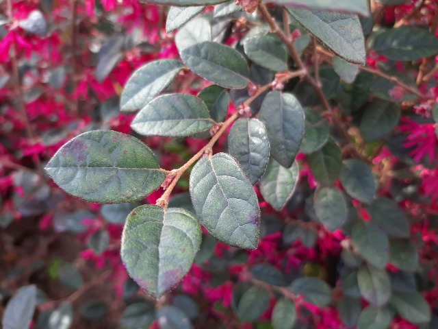 Loropetalum chinense