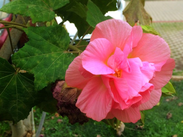 Hibiscus mutabilis