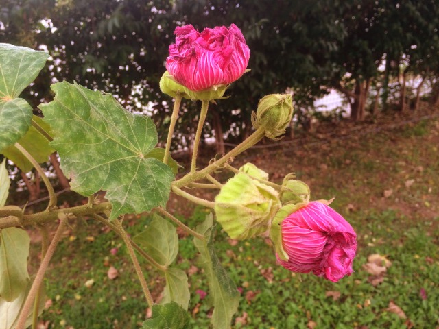 Hibiscus mutabilis