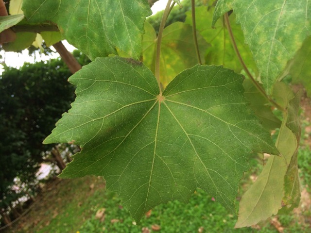 Hibiscus mutabilis