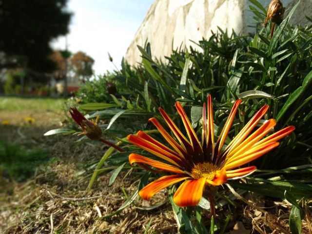Gazania linearis