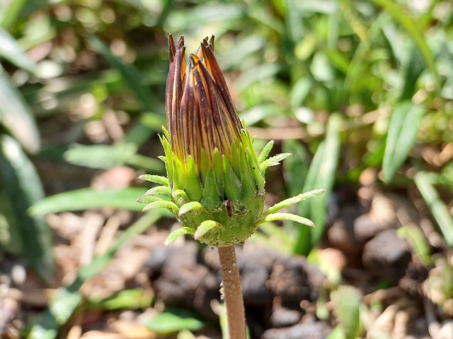 Gazania linearis