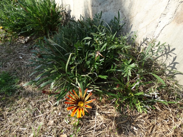 Gazania linearis