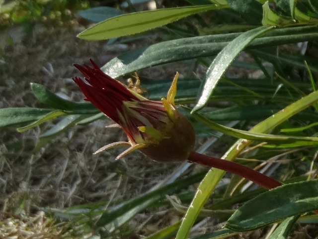 Gazania linearis