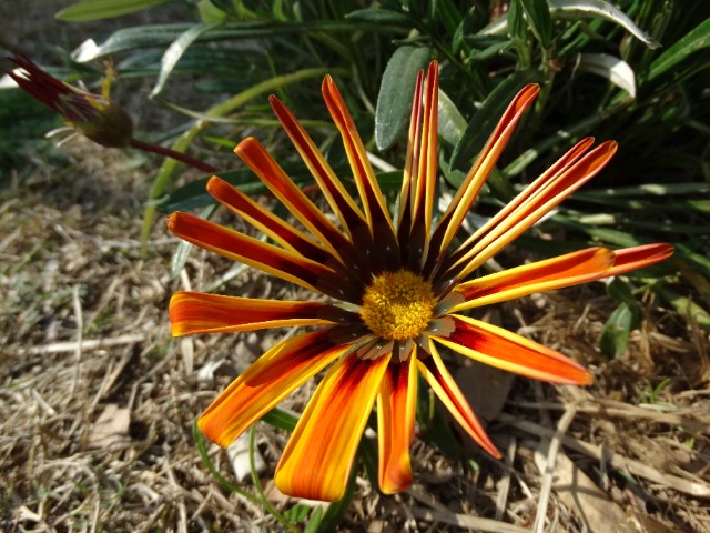 Gazania linearis